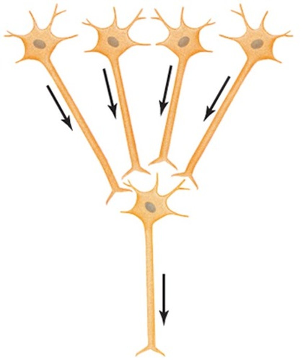<p>when many presynaptic neurons converge to 1 postsynaptic neuron</p>