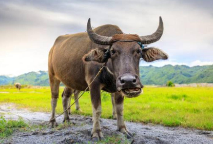 <p>Carabao </p>