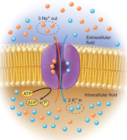 <p>3 Na⁺ out, 2 K⁺ in</p><ul><li><p>Keeps K+ concentration higher &amp; Na+ concentration lower within the cell than in ECF</p><ul><li><p>Necessary because Na+ and K+ constantly leak through membrane</p></li></ul></li></ul><p></p>