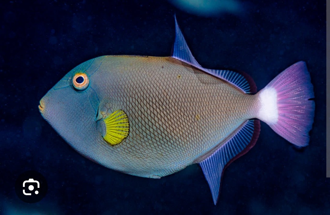 <p class="has-focus">Balistidae family</p><p class="has-focus">Diet consists of algae, small fish, crustaceans, mollusks, and other invertebrates like sea urchins and sponges</p><p class="has-focus">Diamond shaped body, with light pink to white caudal fin, bright yellow pectoral fin, black exterior lining on dorsal and anal fins, dinstinct “trigger” protrusions on dorsal and anal fins</p>