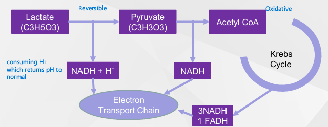 <p>• As such, <mark data-color="green" style="background-color: green; color: inherit;">moving the lactate within the muscle fibre and utilising</mark> is beneficial </p><p>• Moving to <mark data-color="green" style="background-color: green; color: inherit;">other muscles working aerobically</mark> (or not involved in the exercise) is beneficial</p><p> • Moving to <mark data-color="green" style="background-color: green; color: inherit;">liver for gluconeogenesis </mark>may be beneficial</p>
