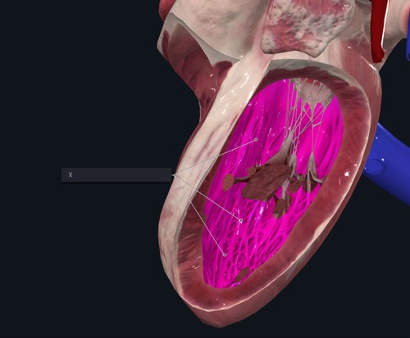 <p>Name the Muscles marked with the X and highlighted pink</p>