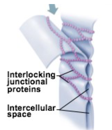 <ul><li><p>proteins in cell membranes of neighboring cells fuse together</p><ul><li><p>riveting cells together</p></li></ul></li><li><p>normally permanent</p></li><li><p>junction in impermeable</p><ul><li><p>prevents passage of materials between cells</p></li><li><p>e.x: inner-lining of the stomach cells are joined by tight junctions, prevent gastric juice from “leaking out”</p></li></ul></li></ul><p></p>