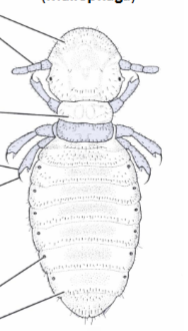 <p>is this a sucking or chewing louse? </p>