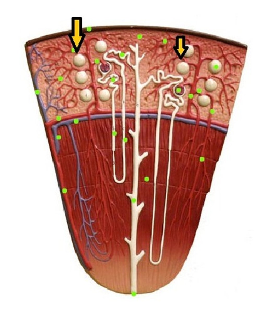 <p>kidney blood flow:</p><p>6. what the glomerulus wants to send back through circulation will then get sent to the ______ _____</p>