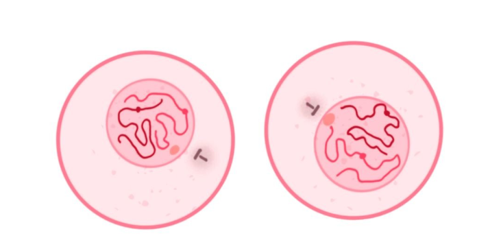 Cytokinesis