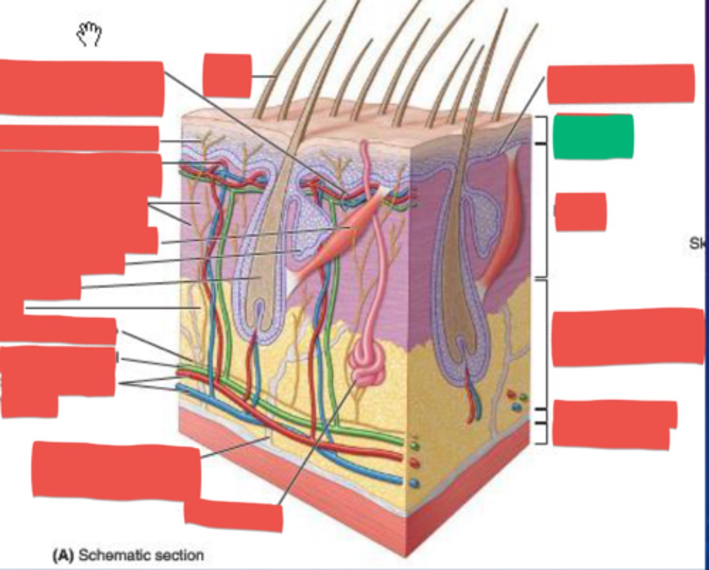 knowt flashcard image