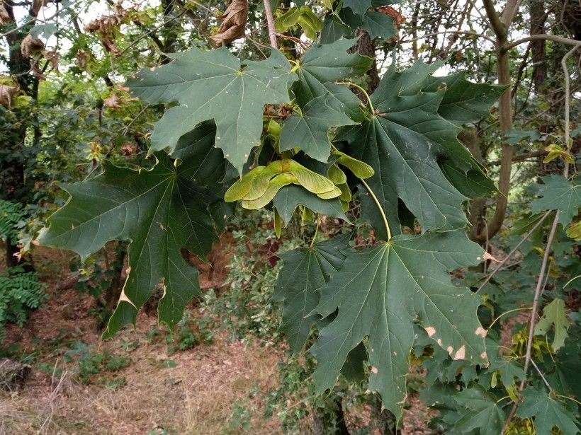 <p>Dense canopy, bark is fine textured but does not peel, large simple palmately lobed (5-9 lobes that are blocky and evenly sized), milky white sap, large terminal dark brown buds, large flat samaras like mustaches</p>