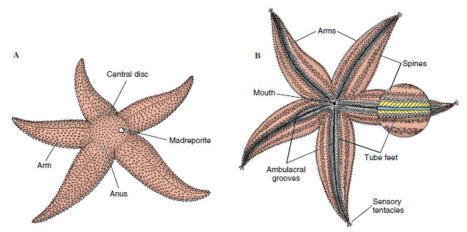 <p>= Starfish and sea daisies<br>- flattened, 5 or more arms from poor defined central disc<br>- ambulacra on oral surface<br>- tube feet with internal Ampullae (small muscular sac that help extend tube feet) for locomotion (movement)<br>- papulae - specialized respiratory organs<br>- gonads radial<br>- endoskeleton of separate ossicles and spines<br>- gut sac-likes, digestive glands in arms<br>- Pedicellaria (protection and eating) on aboral side<br>- Ambulacral grooves: open, ridge of tube feet &amp; radial canal</p>