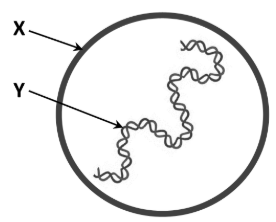 <p>The diagram shows a typical spherical-shaped virus. </p><p>Name the structures <strong>B </strong>and <strong>Y</strong></p>