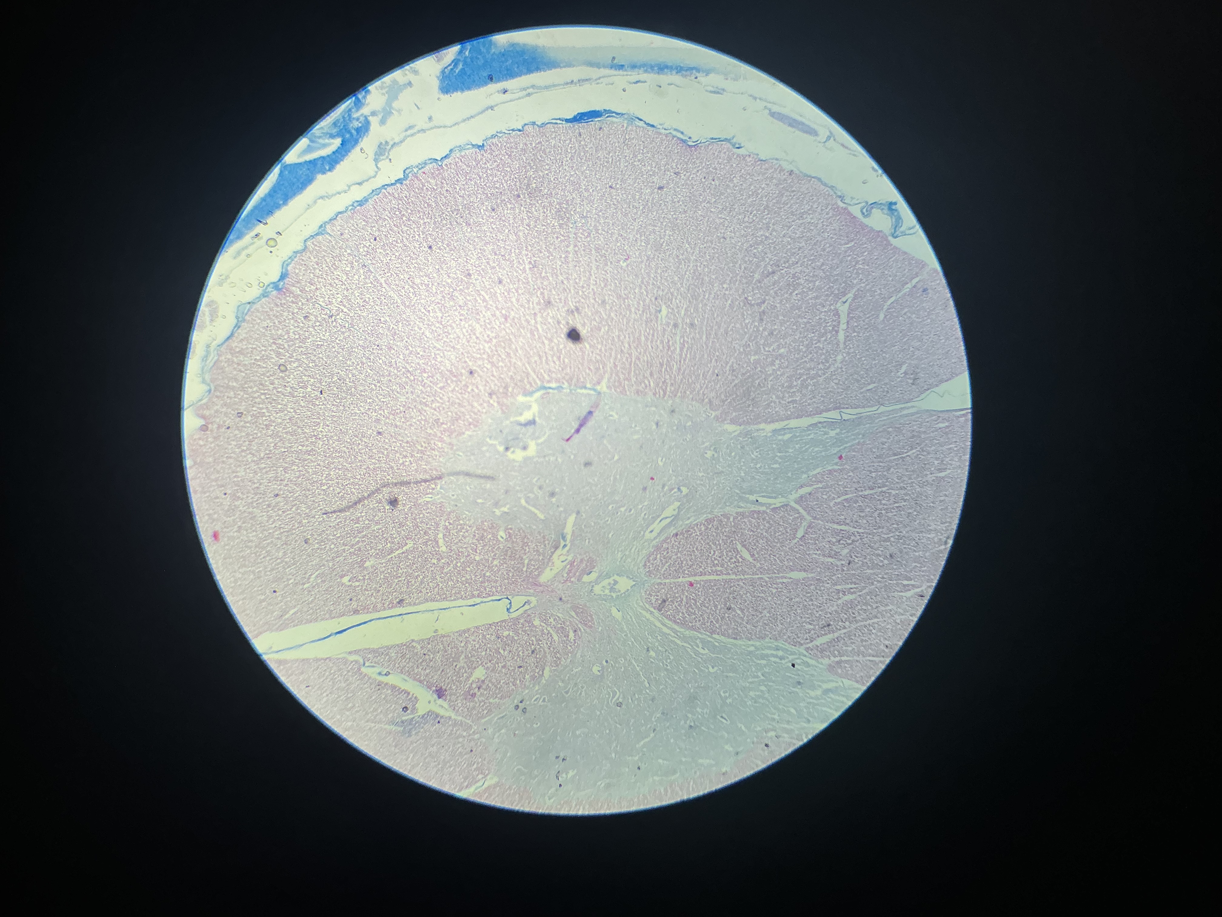 <p>what tissue is this?</p>