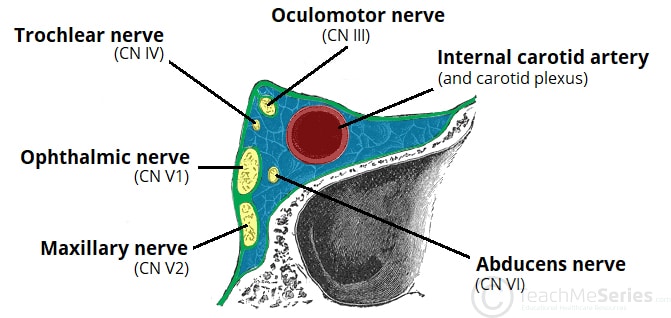 <p>Cavernous sinus contents + significance</p>