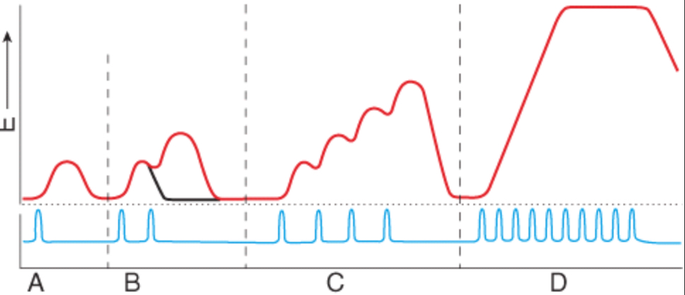 <p>All of the muscle fibers within the muscle are fully contracted and are in sustained contraction with no individual twitches detected due to high frequency of stimulation.</p>