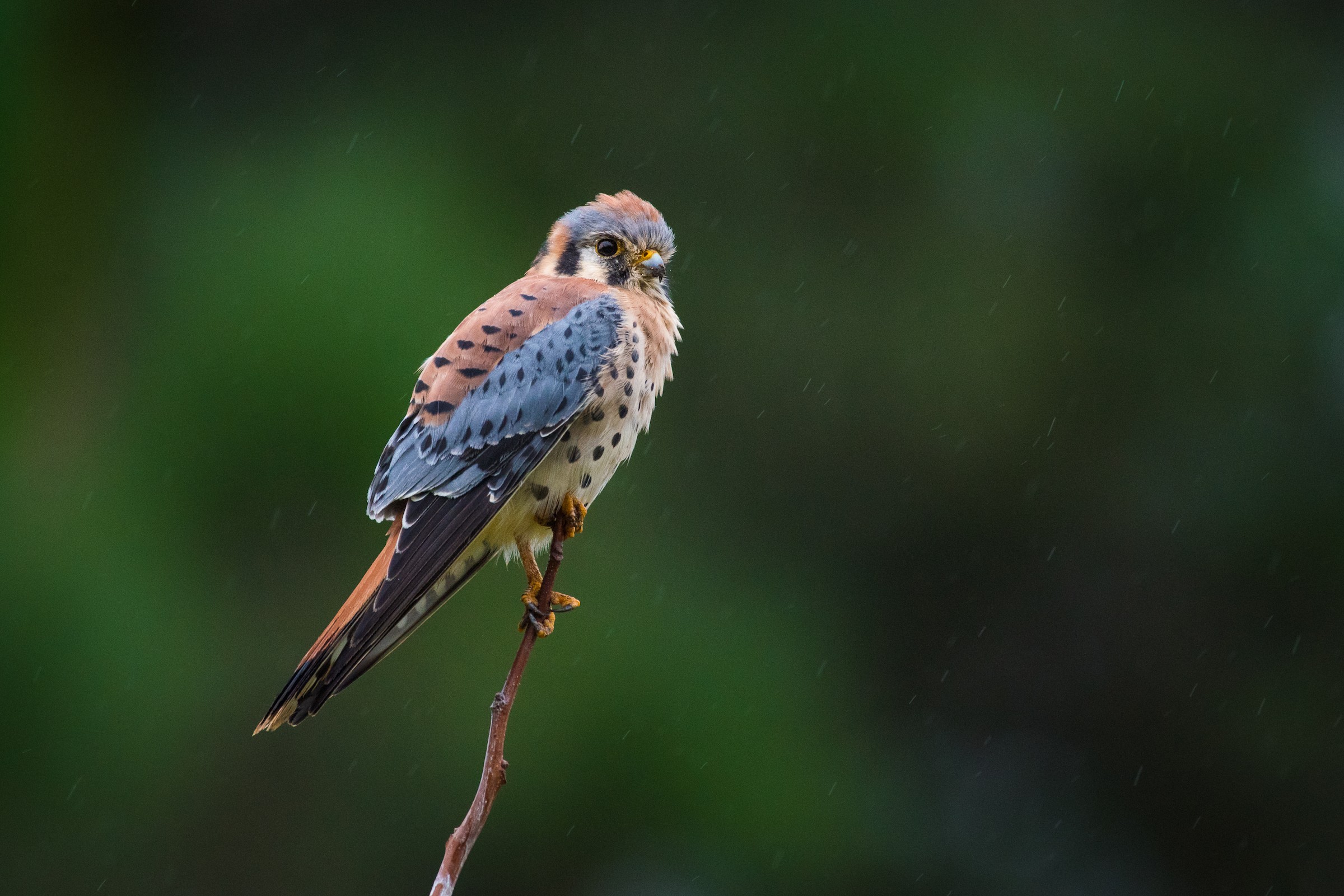 <p>small, hooked bill, speckled</p>