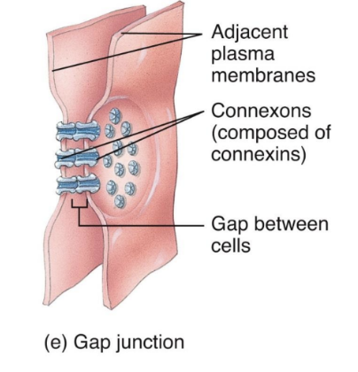 <p>Gap Junctions</p>