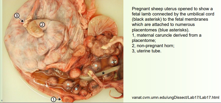 <p>uterus zoomed in - tubular</p>