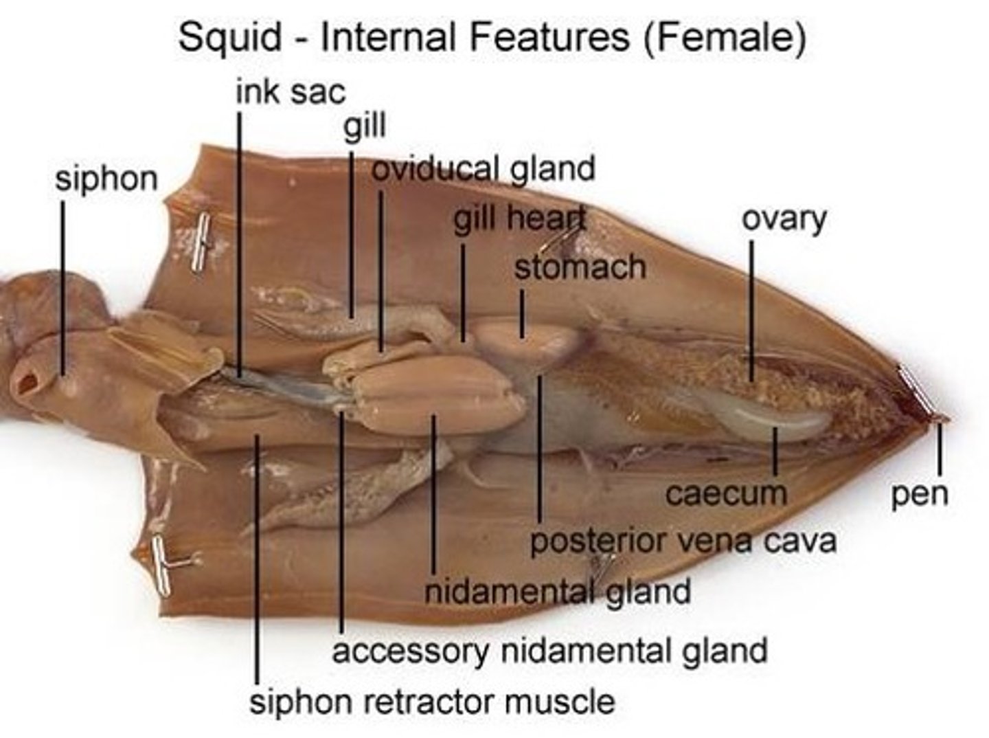 <p>Thin shell inside for support.</p>