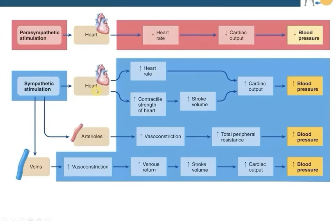 <p>adjust CO and total peripheral resistance (vasodilation/vasoconstriction)</p>