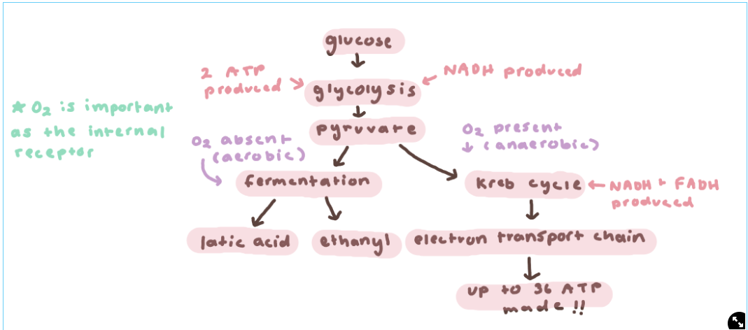 <p>glucose → glycolysis → pyruvate → krebs cycle or fermentation</p>