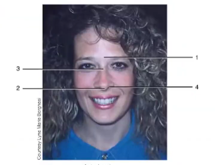 <ol><li><p>Root </p></li><li><p>Apex</p></li><li><p>Bridge </p></li><li><p>Nares </p></li></ol><p></p>