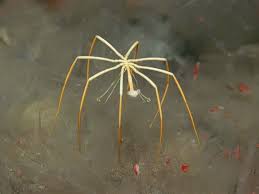 <p>-sea spiders</p><p>-1394 marine spp.</p><p>-elongate proboscis, chelicerae, pedipalps, 4 pairs of legs </p><p>-exdternal fertilization </p><p>-males in some spp. brood on <strong>ovigers</strong></p><p>-protonymphon larva (3 pairs of appendages)</p>