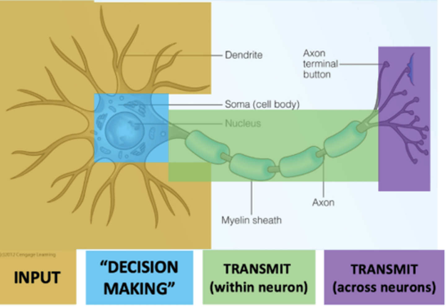 <p>communication bw neurons occurs at synapse, neurotransmitters released from axon of presynaptic neuron and picked up by receptors in dendrites or soma of postsynaptic neuron which have receptors that bind specific neurotransmitters, binding triggers electrochemical change in postsynaptic neuron</p>