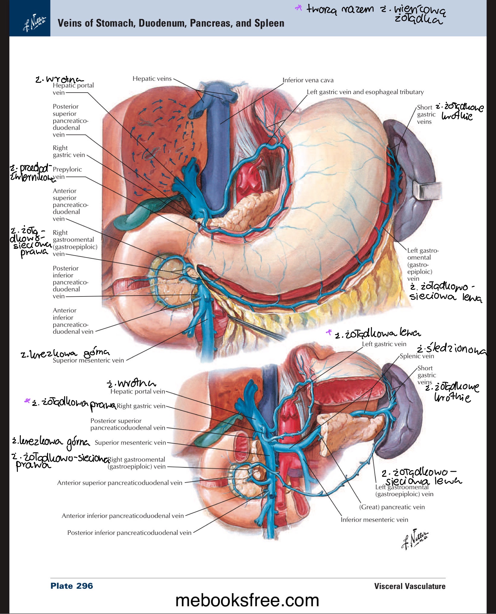 <p>z krzywizny większej:</p><ul><li><p>ż. żołądkowo-sieciowa lewa / left gastroomental v. » ż. śledzionowa » ż. wrotna</p></li><li><p>ż. żołądkowo-sieciowa prawa » ż. krezkowa górna » ż. wrotna</p></li></ul><p>krzywizna mniejsza:</p><ul><li><p>ż. żołądkowa lewa i prawa (czasem tworzą&nbsp;ż. wieńcową&nbsp;żołądka</p></li></ul><p>dno żołądka:</p><ul><li><p>ż. żołądkowe krótkie » ż. śledzionowa</p></li></ul><p>odźwiernik:</p><ul><li><p>ż. przedodźwiernikowa / prepyloric v. » ż. wrotna</p></li></ul>