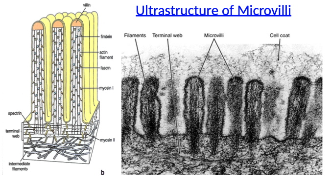 <p>What is the internal structure of microvilli made of?</p>