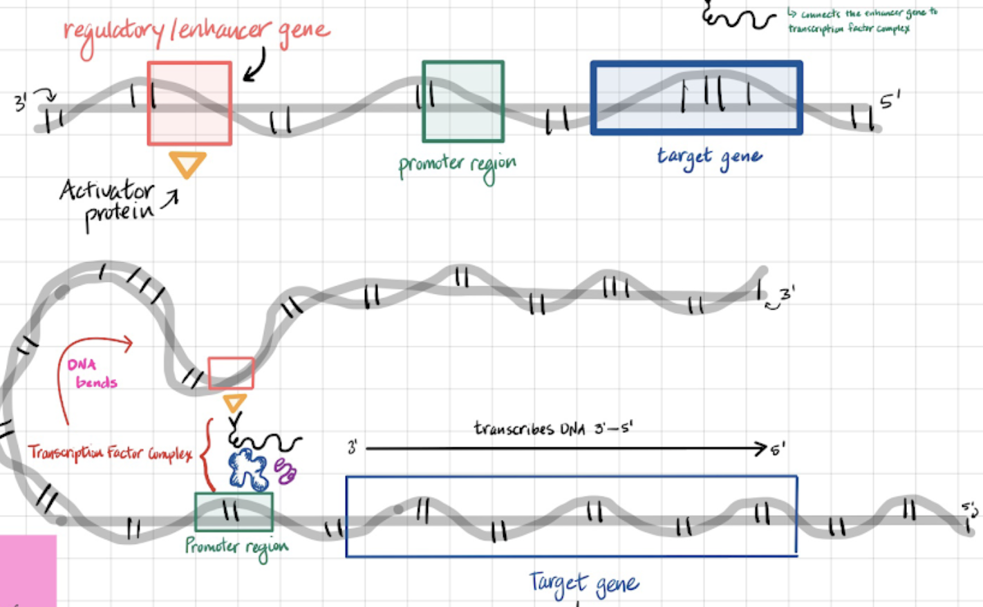 <p>the DNA has a regulatory/enhancer gene, and promoter region and a target gene. attached to the enhancer gene is an activator protein. a protein called the transcription factor protein (tfp) finds the promoter region on the DNA. the DNA then folds, using another protein called the mediator protein to connect the activator protein and the TFP. all together, these proteins make up the transcription factor complex. only once they are all connected can the RNA polymerase transcribe the DNA.</p>