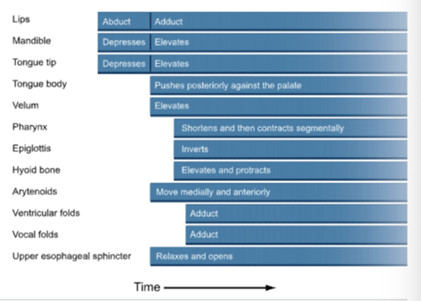 <p>Overlap of phases is apparent if the actions of individual structures are considered rather than the status of the bolus</p><p>Initiation of actions of selected structures during a swallow</p>