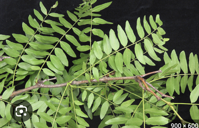 <p>honeylocust</p>
