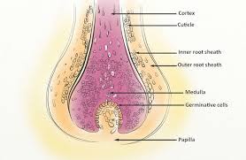 <p>expanded base of hair follicle</p>