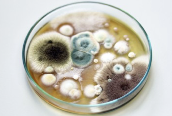 <p>growth of fungi in associations </p><ul><li><p>appear soft, hairy, velvety</p></li></ul><p></p>