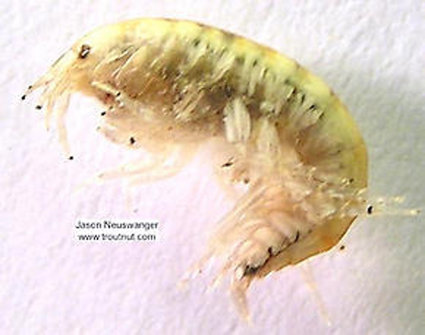 <p>Class 2, tiny crustacean amphipods, referred to as water shrimp, found in shallow water near overhanging vegetation, help keep water clean by eating dead decaying material, primary food source for a variety of fish</p>