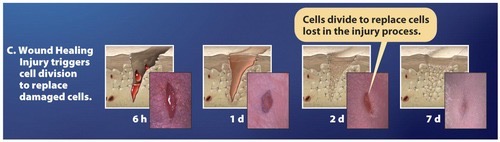 <p>The process of replacing damaged cells; injury triggers cell division.</p>
