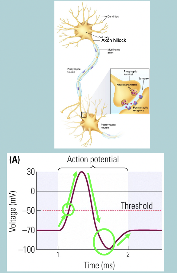 <p>Generation of action potentials: Key steps </p><ul><li><p>Depolarizing input(s) makes resting membrane potential LESS NEGATIVE&nbsp;</p></li></ul><p>If this reaches the threshold potential:</p><ul><li><p>Initiates start of ACTION POTENTIAL in AXON HILLOCK&nbsp;</p></li><li><p>Does not require further STIMULATION, will continue on its own&nbsp;</p></li><li><p>Membrane potential further DEPOLARIZES and subsequently the interior becomes POSITIVE relative to the OUTSIDE:</p></li></ul><ul><li><p>can reach +40mV</p></li><li><p>Total change can be more than 100mV</p></li><li><p>Membrane potential then REPOLARIZES</p></li><li><p>Overshoots RESTING POTENTIAL and become HYPERPOLARIZED</p></li><li><p>Returns to RESTING POTENTIAL&nbsp;</p></li></ul><p></p>