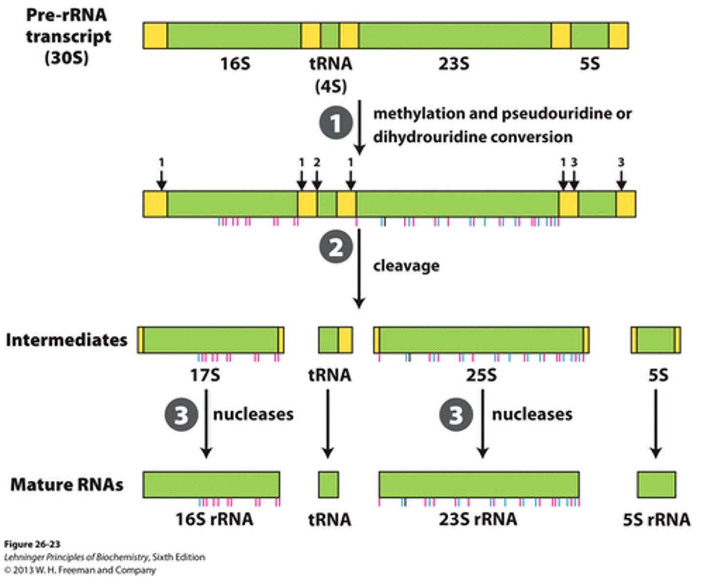<p>triggered by transcription factors that recruit P-TEFb, a kinase that phosphorylates the Pol II C-terminal domain and promotes elongation</p>