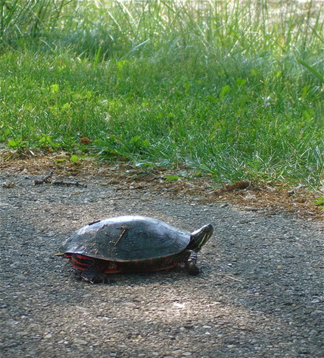 <p>slow</p>