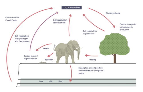 <ol><li><p>Photosynthesising plants remove CO2 from the atmosphere</p></li><li><p>Eating passes carbon compounds along a food chain</p></li><li><p>Respiration in plants and animals returns CO2 to the atmosphere</p></li><li><p>Organisms die and decompose - decomposers (bacteria and fungi) break down dead material and release CO2 via respiration into the atmosphere</p></li><li><p>Combustion of materials (e.g. wood, fossil fuels) releases CO2 into the atmosphere</p></li></ol><p></p>
