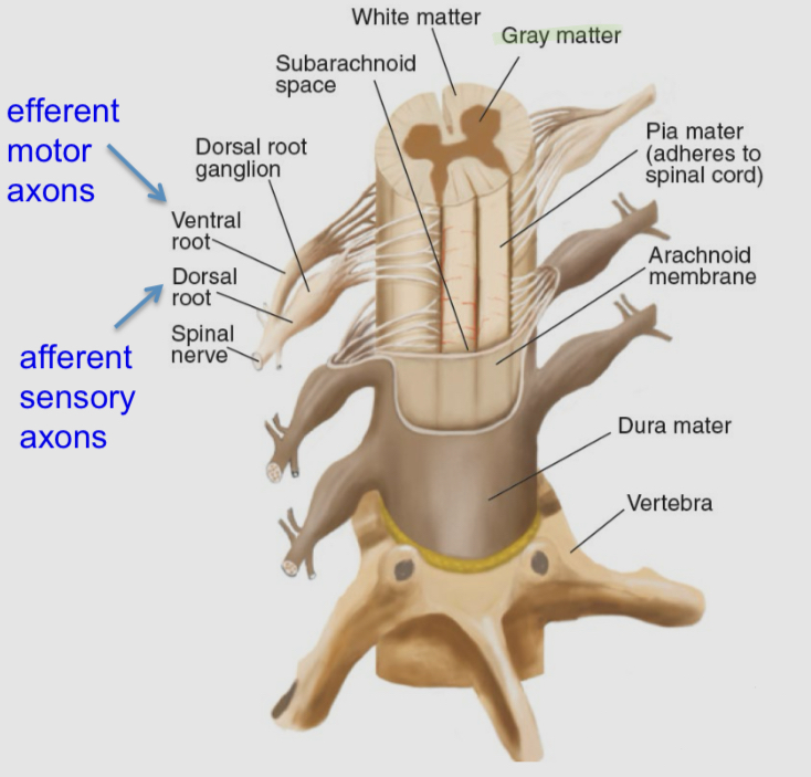 <ul><li><p>It is a long, conical structure that is approximately as thick as an adult's little finger</p></li><li><p>The principal function of the spinal cord is to bring sensory info to the brain and to bring motor fibers to effector organs throughout the body (glands and muscles)</p></li><li><p>The spinal cord has a certain degree of autonomy from the brain, as various reflexive control circuits are located there</p></li></ul><p></p>