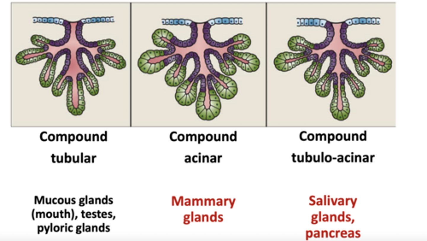 <p>Branched ducts.</p>