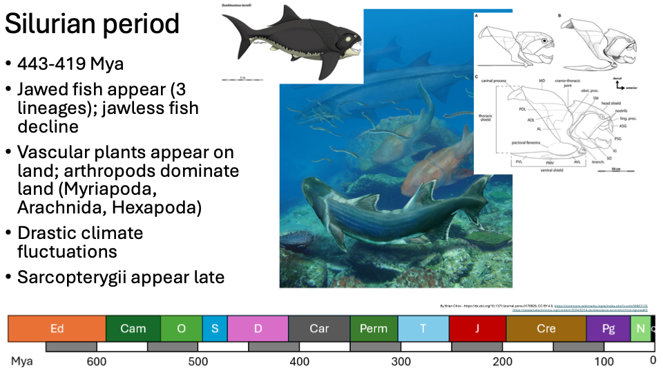 <p></p><p><span>443-419 Mya</span></p><ul><li><p><span>Jawed fish appear (3 lineages); jawless fish decline</span></p></li><li><p><span>Vascular plants appear on land; arthropods dominate land (Myriapoda, Arachnida, Hexapoda)</span></p></li><li><p><span>Drastic climate fluctuations</span></p></li><li><p><span>Sarcopterygii appear late</span></p></li></ul><p></p>