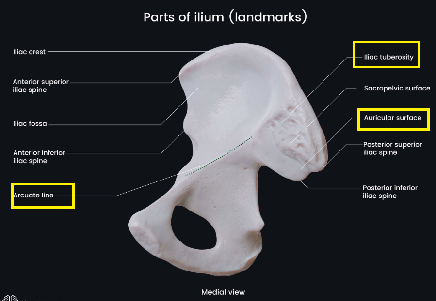 <p><span style="color: blue"><strong>A. Lồi củ chậu </strong></span><span style="color: red"><strong>(illiac tuberosity)</strong></span></p>