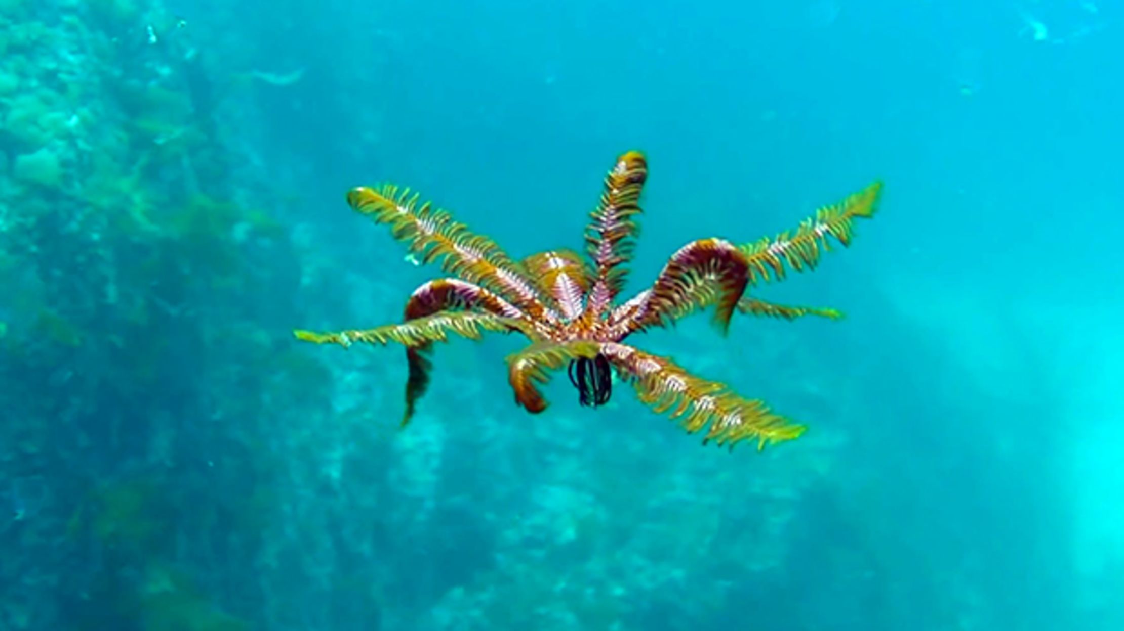 <p>Class: Crinoidea (Phylum: Echinoderma)</p>