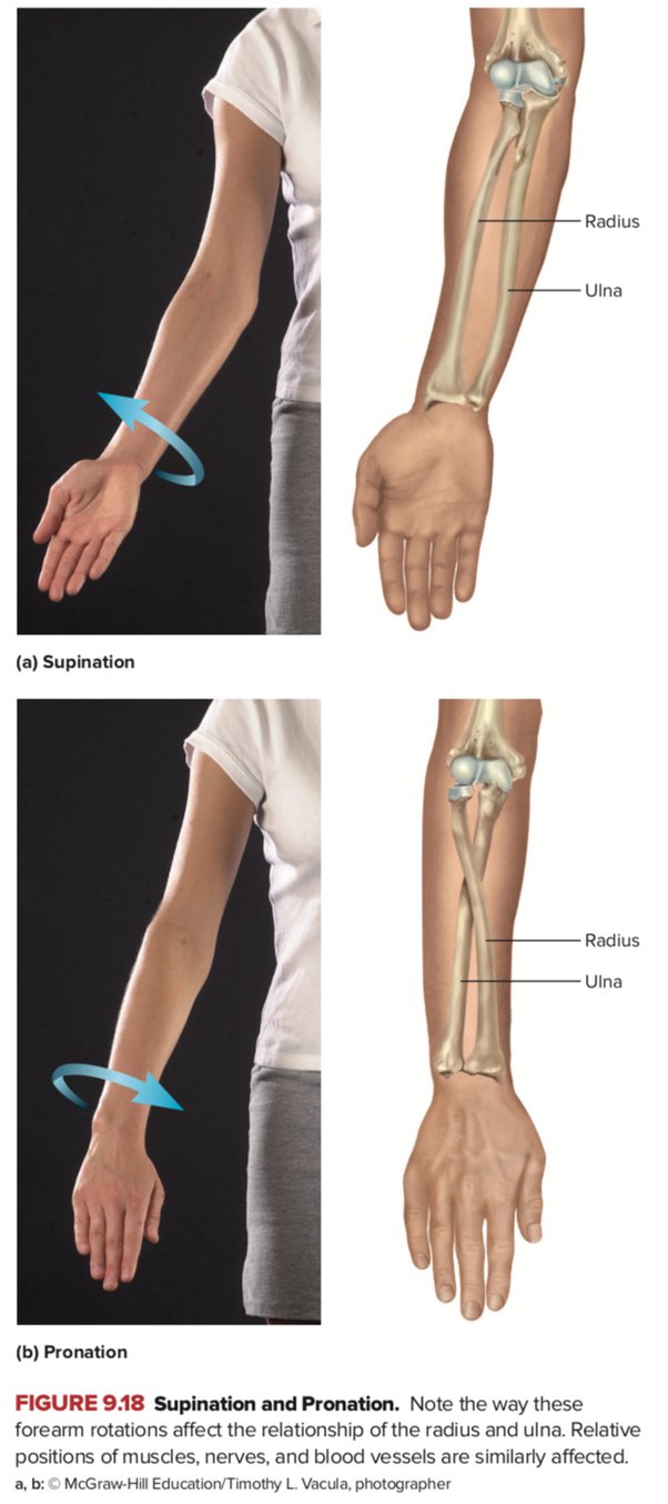<p><span>supination</span></p>