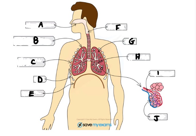 <p>What is B and function</p>
