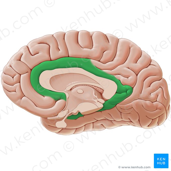 <p>Allocortex, cingulate cortex, limbic lobe</p>