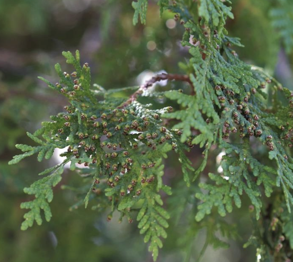 <p><em>Juniperus virginiana</em></p><p>Cupressaceae</p>