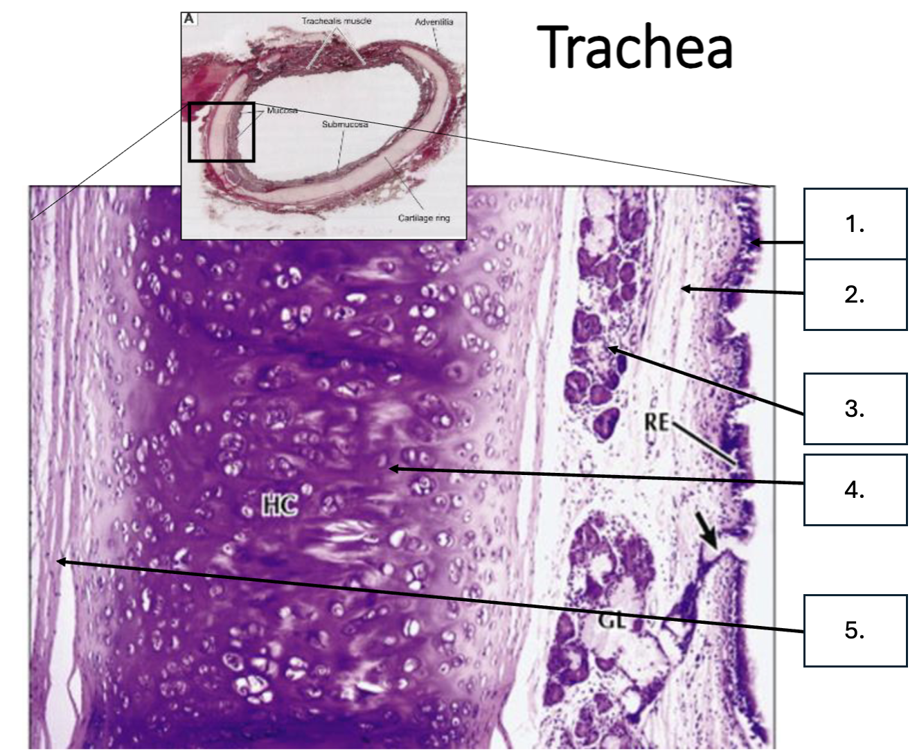 <p>What is number 3?</p>