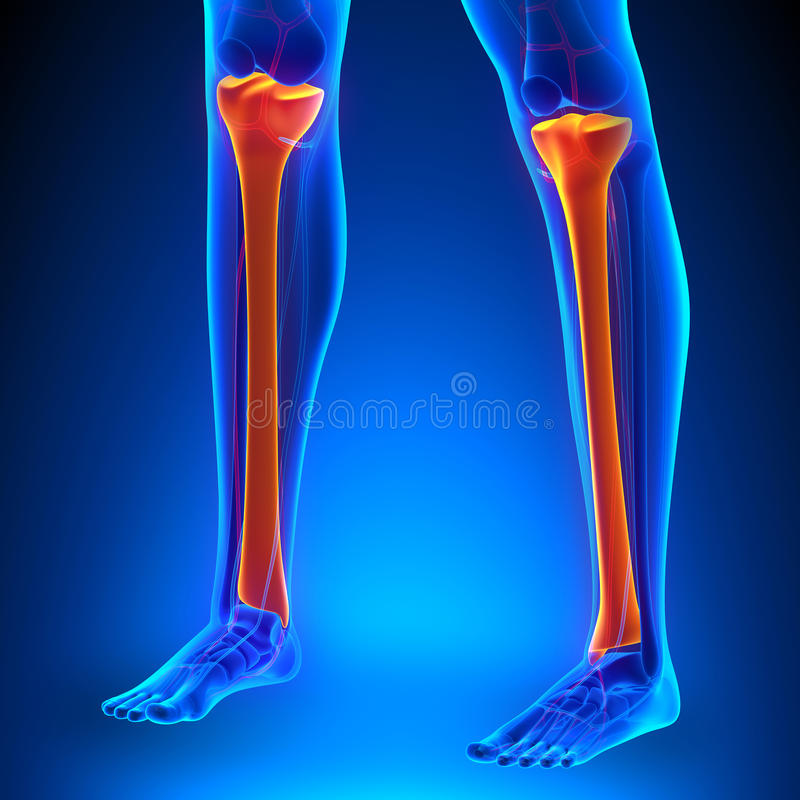 What bone is highlighted?